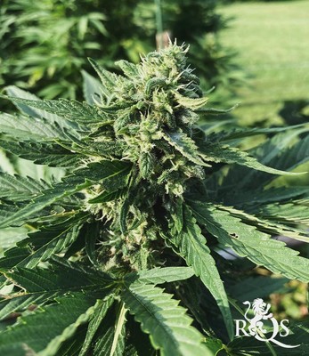 Honey Cream (Înflorire Rapidă)