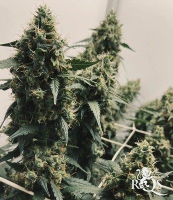 Honey Cream (Înflorire Rapidă)