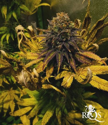 Candy Kush Express (Înflorire rapidă) Candy Kush Express (Înflorire rapidă)