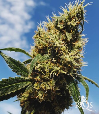 Mother Gorilla (Anterior Royal Madre) Mother Gorilla (Anterior Royal Madre)