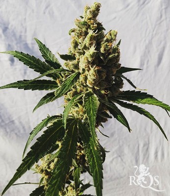 Mother Gorilla (Anterior Royal Madre) Mother Gorilla (Anterior Royal Madre)