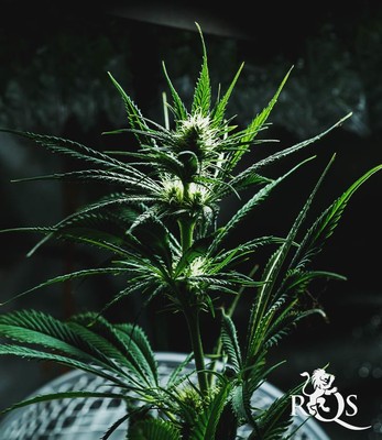 Mother Gorilla (Anterior Royal Madre) Mother Gorilla (Anterior Royal Madre)