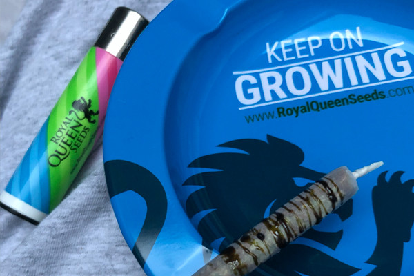 Scrumiera Royal Queen Seeds Scrumiera Royal Queen Seeds