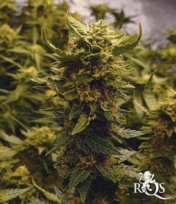 Critical Kush Critical Kush