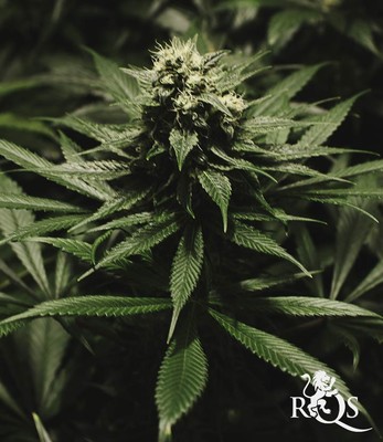 Critical Kush Critical Kush