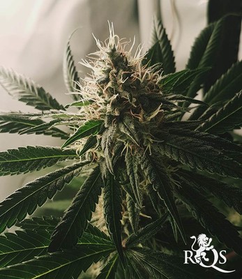 Lemon Shining Silver Haze