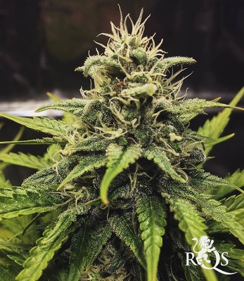 Blue Cheese Auto Blue Cheese Auto