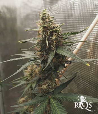 Blue Cheese Auto Blue Cheese Auto