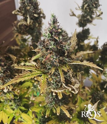 Blue Cheese Auto Blue Cheese Auto