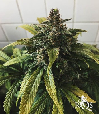 CBD Stress Killer Automatic CBD Stress Killer Automatic