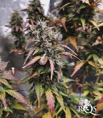 CBD Stress Killer Automatic CBD Stress Killer Automatic