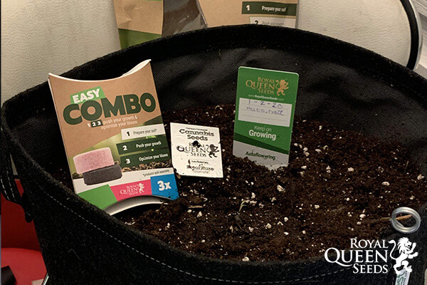 Pachet Easy Combo Booster