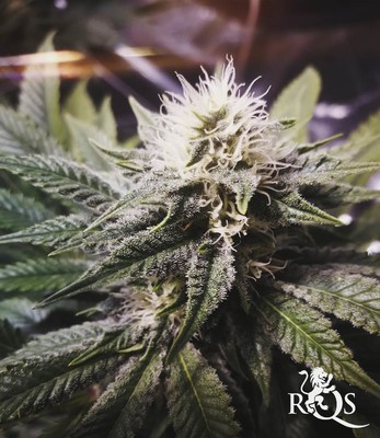 Royal Gorilla Royal Gorilla