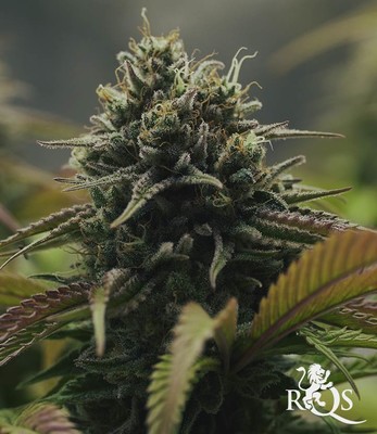 Purple Queen Purple Queen