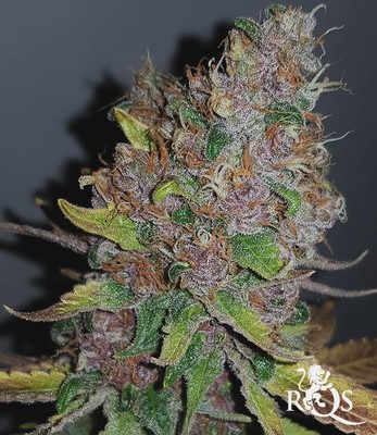 Purple Queen Purple Queen