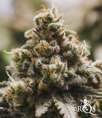 Green Crack Punch Green Crack Punch