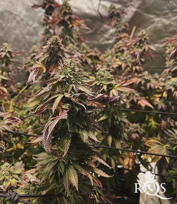 Wedding Gelato Wedding Gelato