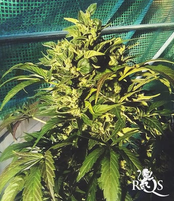 Royal CBDV Automatic