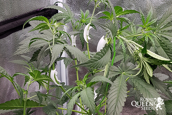 Cleme de plante pentru formare LST