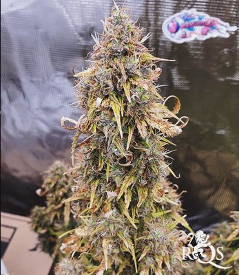 Do-Si-Dos Auto Do-Si-Dos Auto