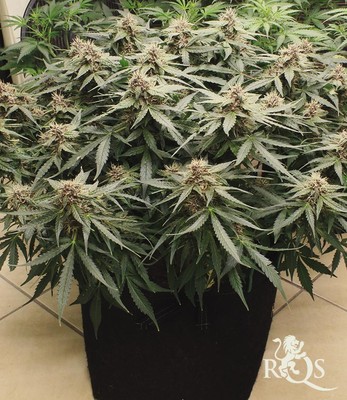 Do-Si-Dos Auto Do-Si-Dos Auto