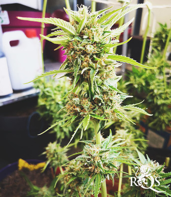 North Thunderfuck Auto