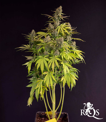 Hyperion F1 Hyperion F1