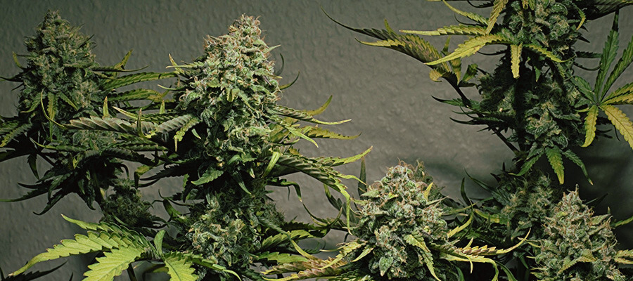 Strain Family Cheese