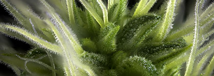 Strain Family: Blueberry