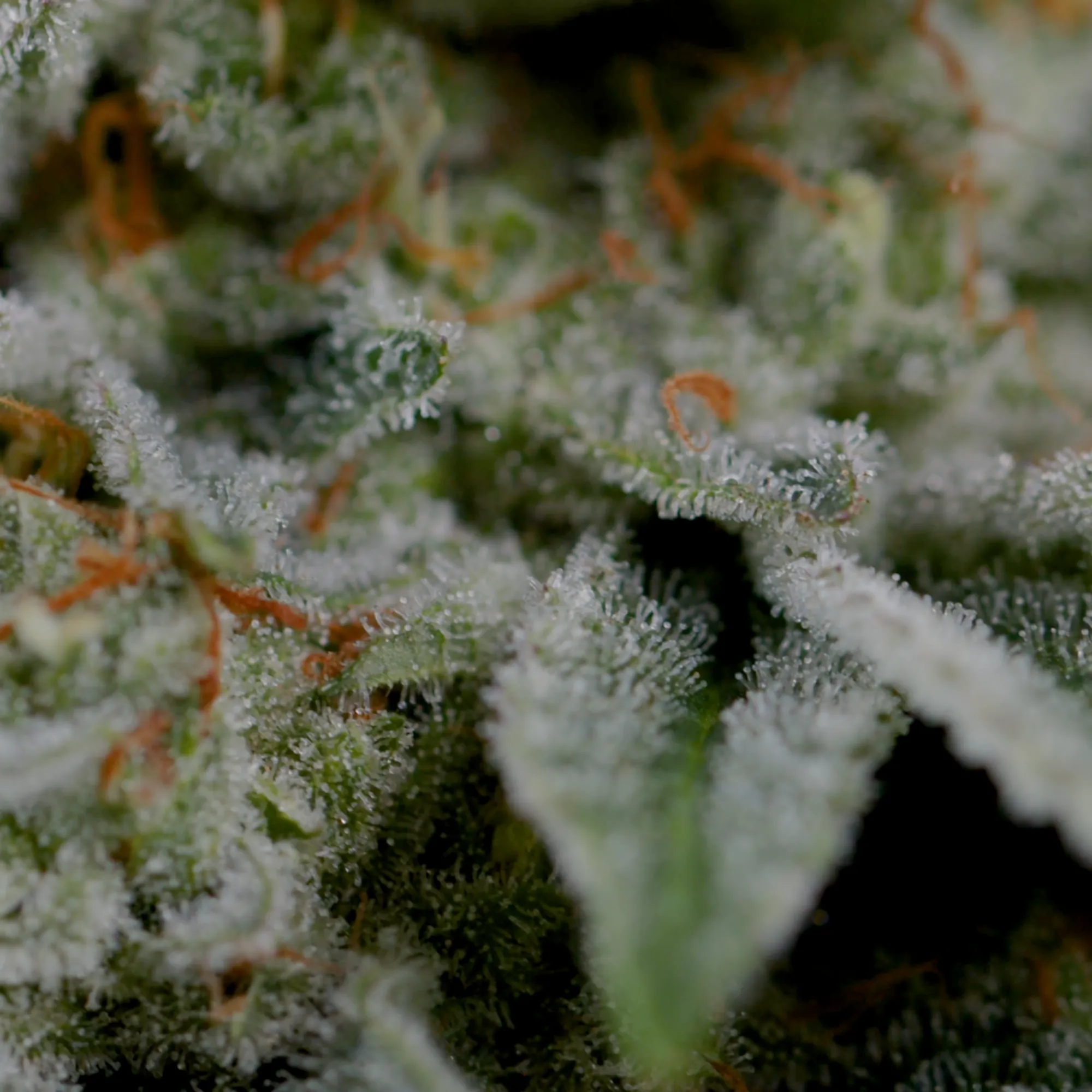Cumpără semințe feminizate de canabis Haze Berry - Royal Queen Seeds