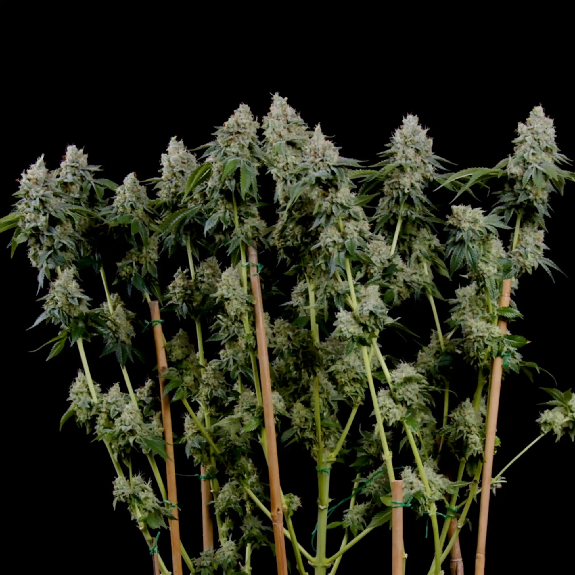 Cumpără semințe feminizate de canabis Haze Berry - Royal Queen Seeds