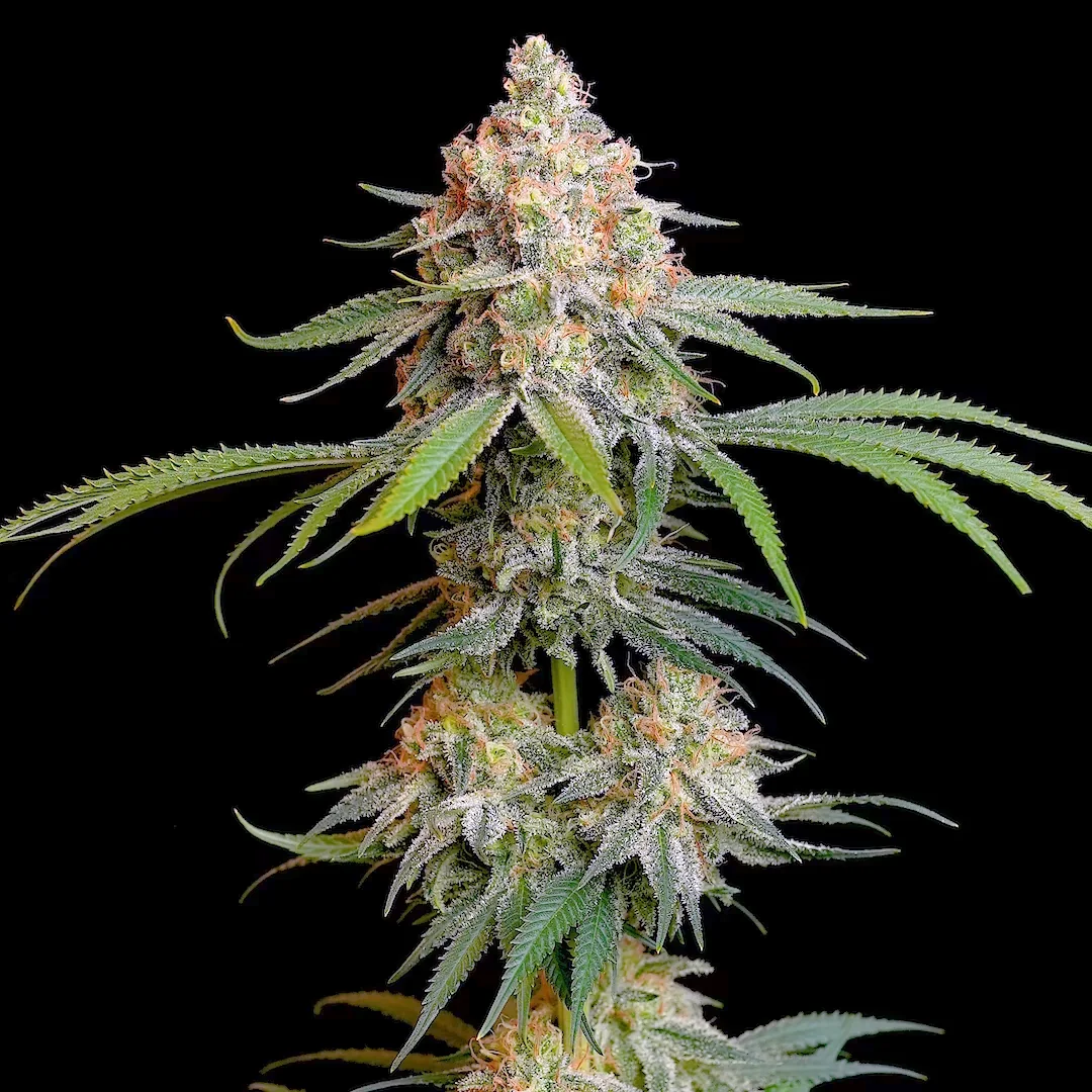 Cumpără semințe feminizate Granddaddy Purple - Royal Queen Seeds