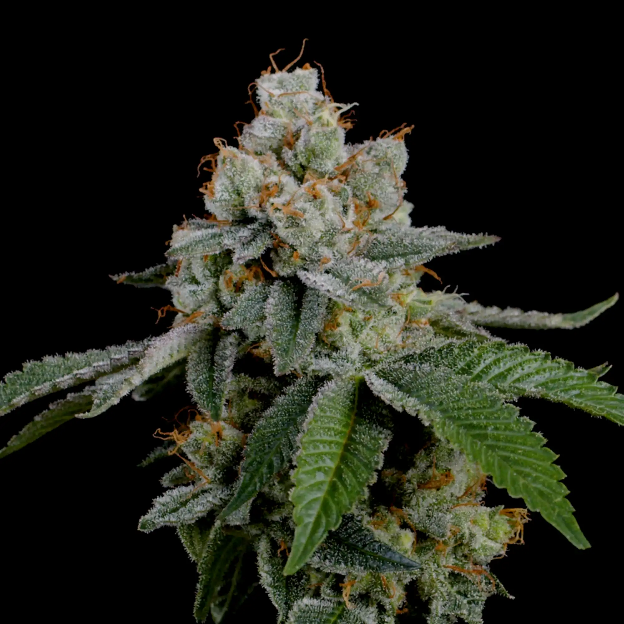 Cumpără semințe feminizate de canabis Haze Berry - Royal Queen Seeds